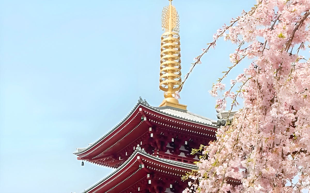 private cherry blossom tour in kyoto with local host-4 private cherry blossom tour in kyoto with local host-4