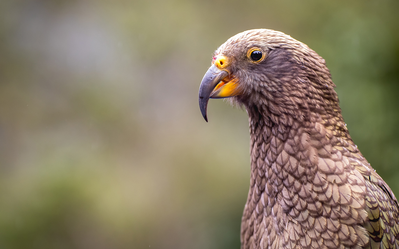 Kea parrot in Doubtful Sound, New Zealand, seen during wilderness cruise from Te Anau.