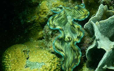 Underwater view of vibrant coral and giant clam in Phu Quoc's 3 Island Hopping Tour.