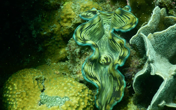 Underwater view of vibrant coral and giant clam in Phu Quoc's 3 Island Hopping Tour.