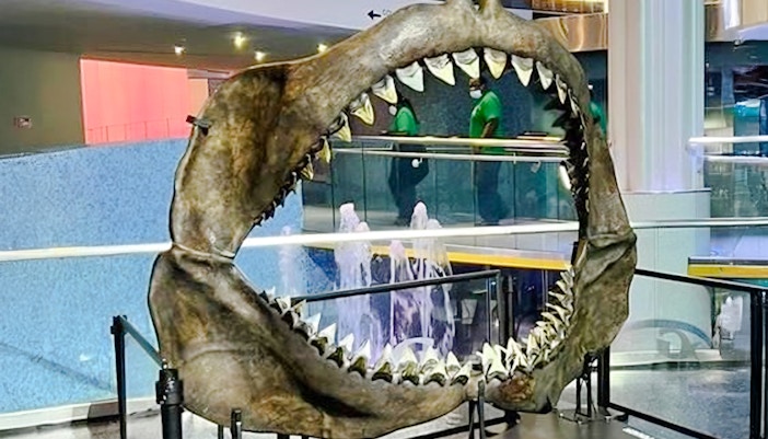 Megalodon shark jaw exhibit at Georgia Aquarium showcasing massive fossilized teeth.
