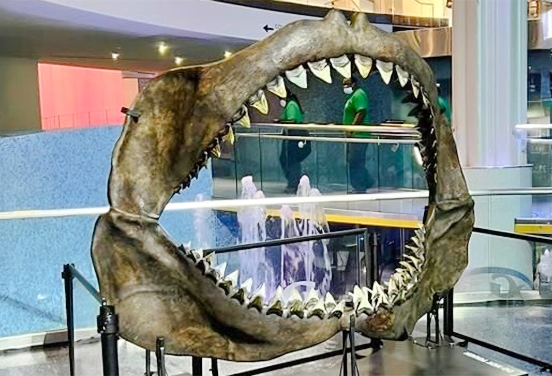 Megalodon Shark jaw exhibit