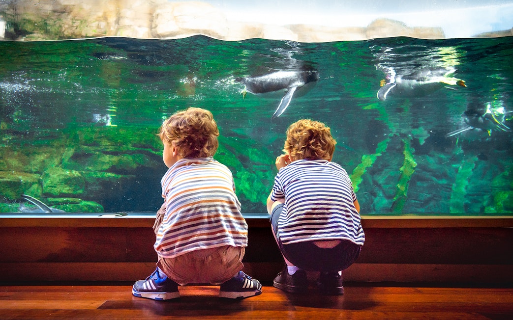 Children watching penguins swim at Oceanogràfic Valencia.