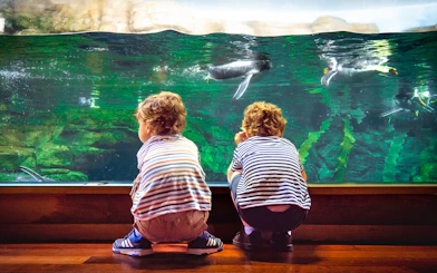 Children watching penguins swim at Oceanogràfic Valencia.