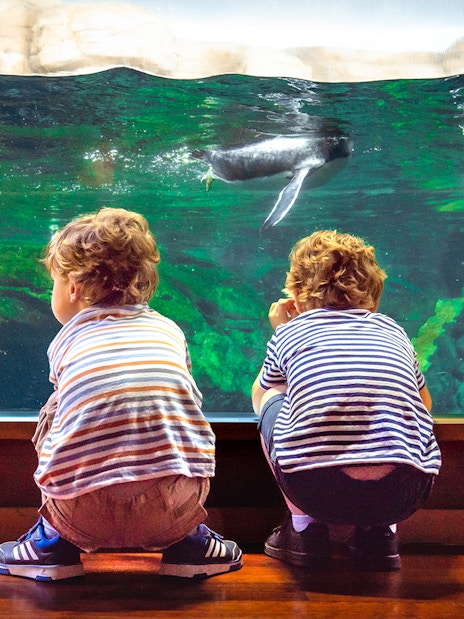 Children watching penguins swim at Oceanogràfic Valencia.