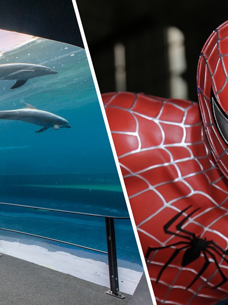 Dolphins swimming at Genoa Aquarium and superhero figure at Fantacinema Museum.