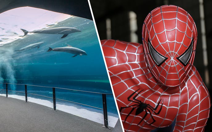 Dolphins swimming at Genoa Aquarium and superhero figure at Fantacinema Museum.