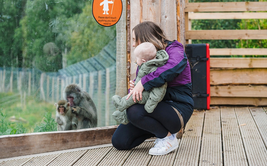 Guests observing monkeys through glass at Highland Wildlife Park.