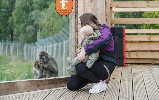 Guests observing monkeys through glass at Highland Wildlife Park.