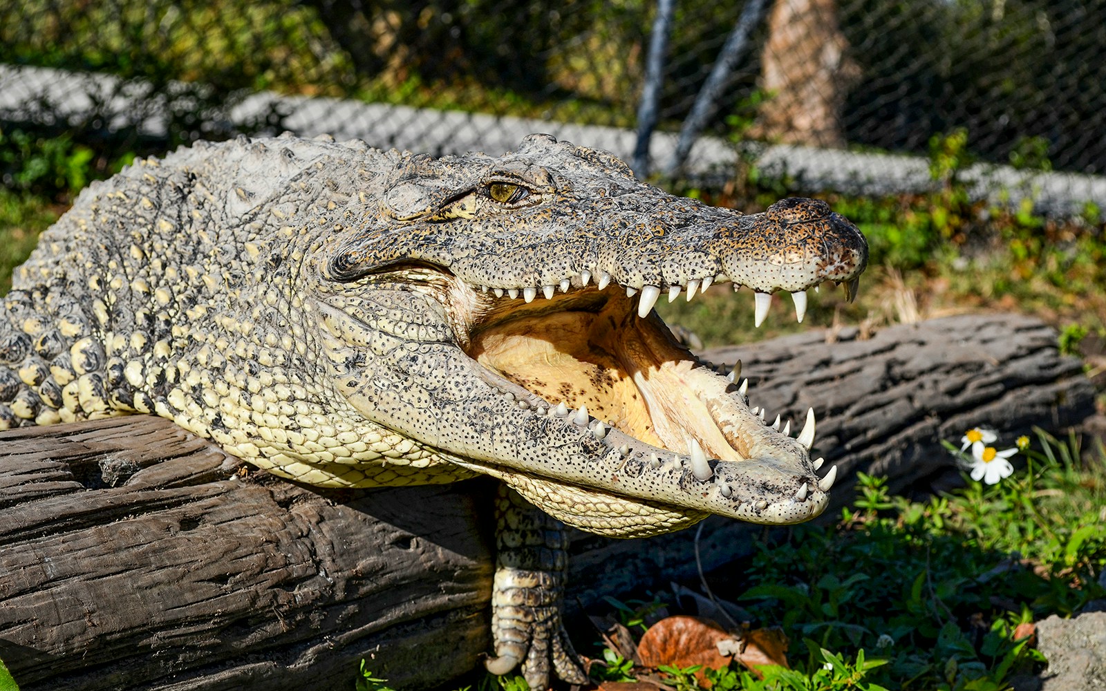 Alligator resting on a log at Everglades Safari Park, Miami tour.