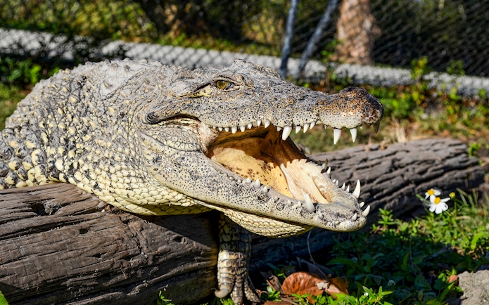 Alligator resting on a log at Everglades Safari Park, Miami tour.