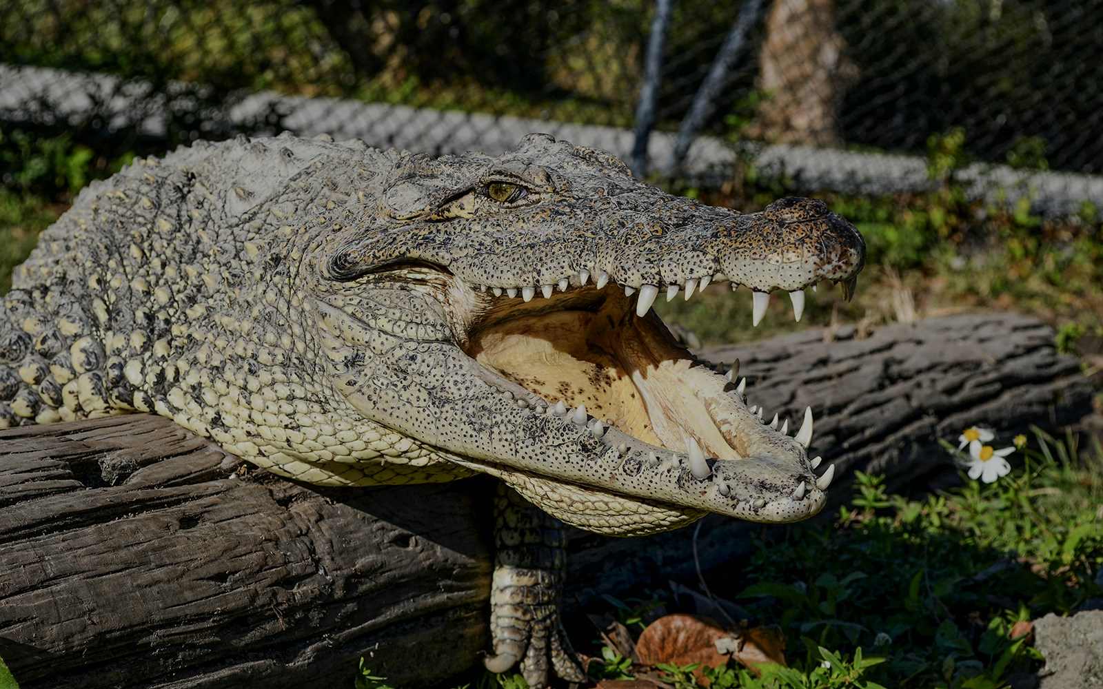 View of alligator during Everglades Safari Park tour with Transfers from Miami