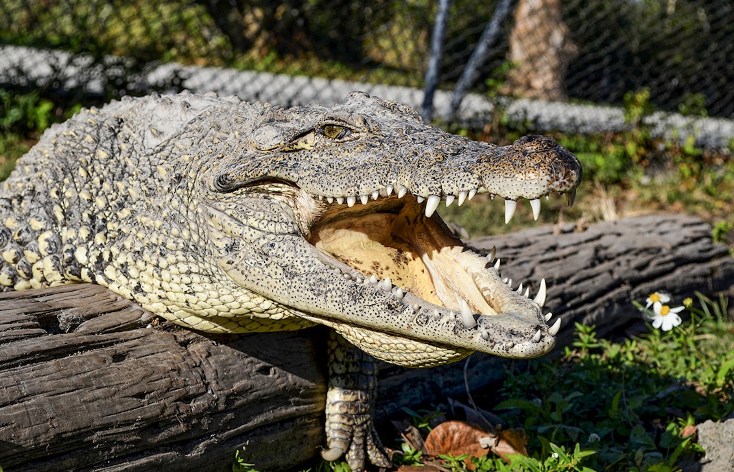 Alligator resting on a log at Everglades Safari Park, Miami tour.