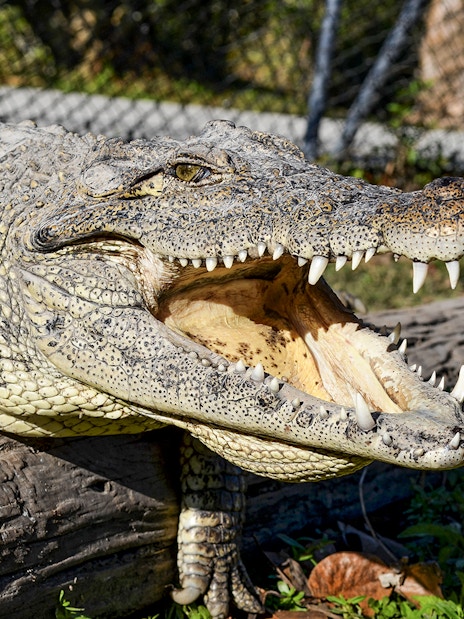 Alligator resting on a log at Everglades Safari Park, Miami tour.