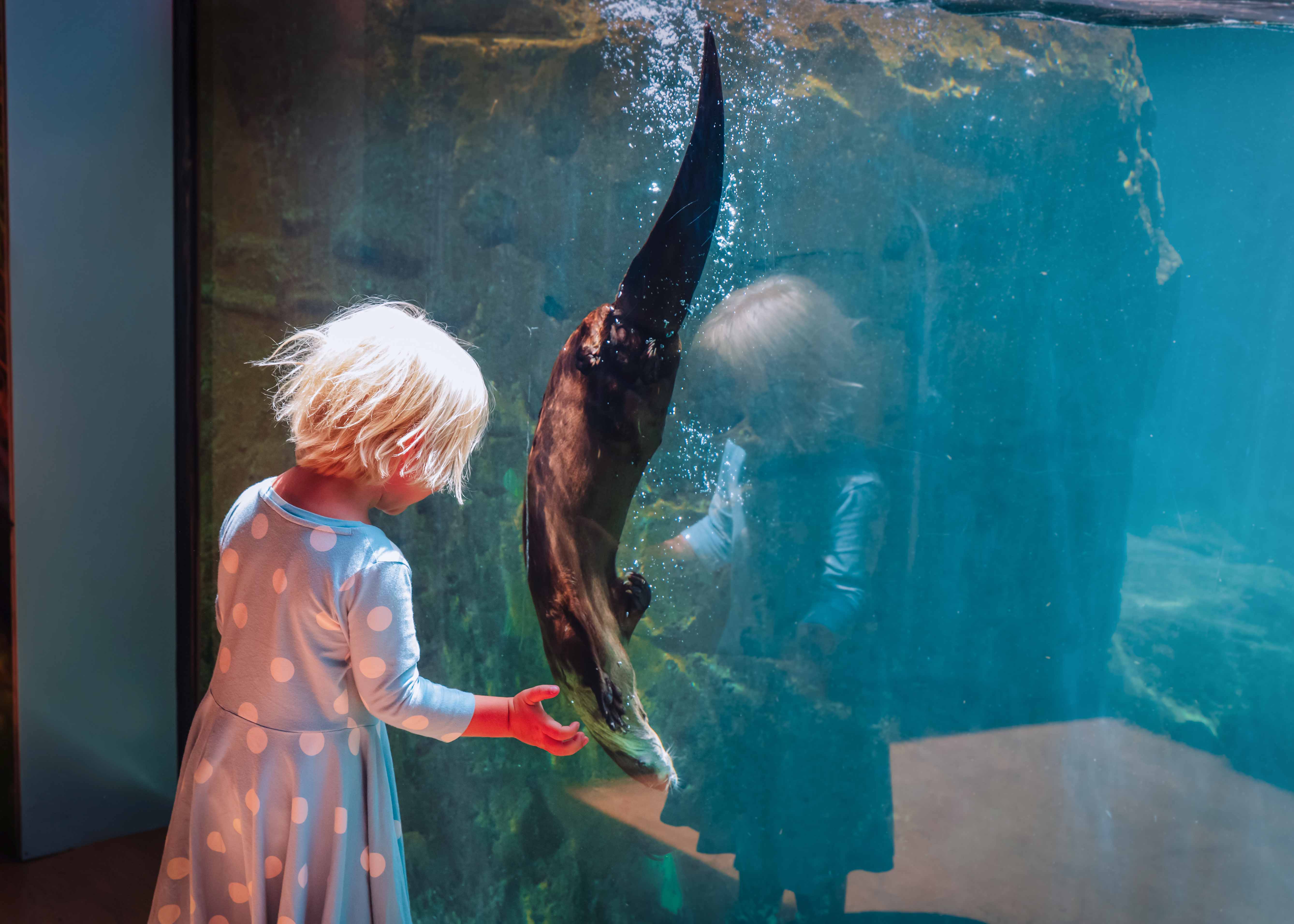 Aquarium of the Pacific sea otters