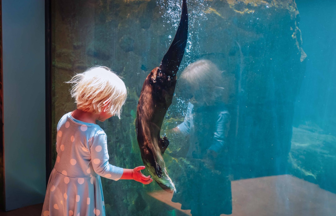 cute kid enjoying with sea otter at aquarium of the pacific
