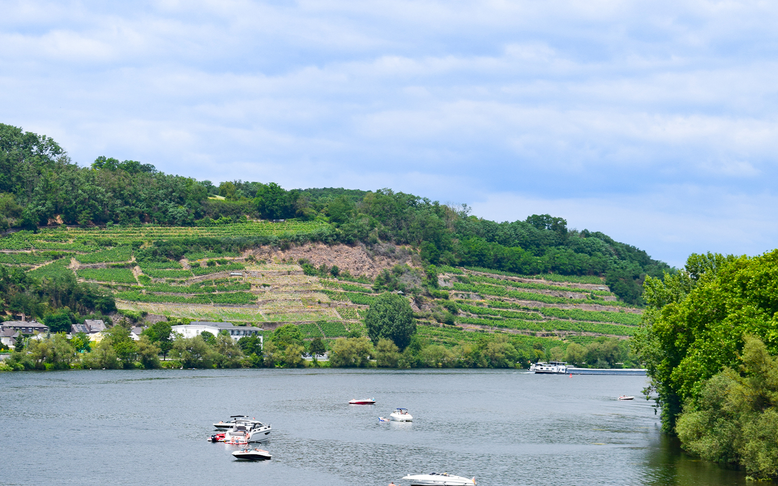 Güls üzüm bağları