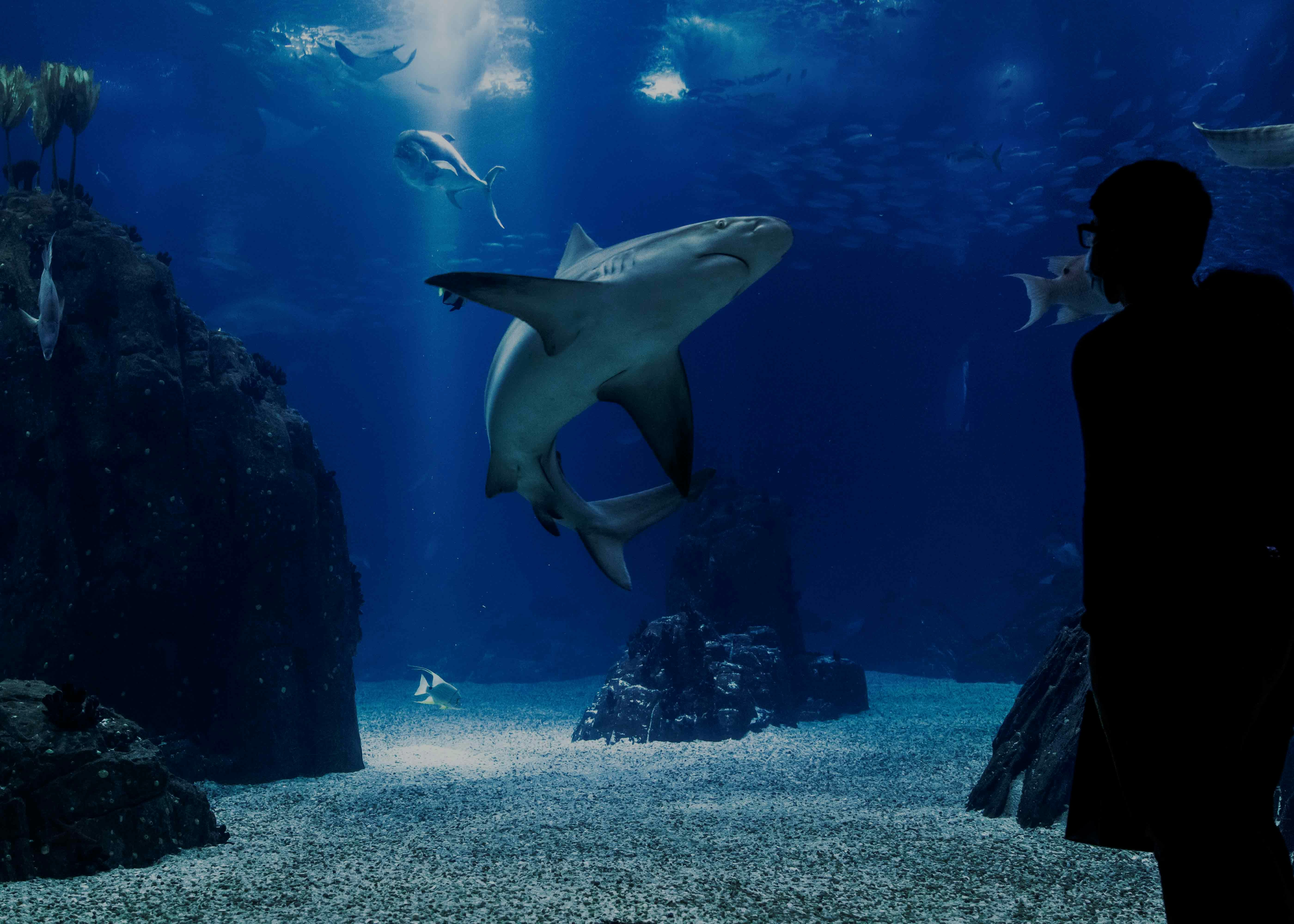 Georgia Aquarium