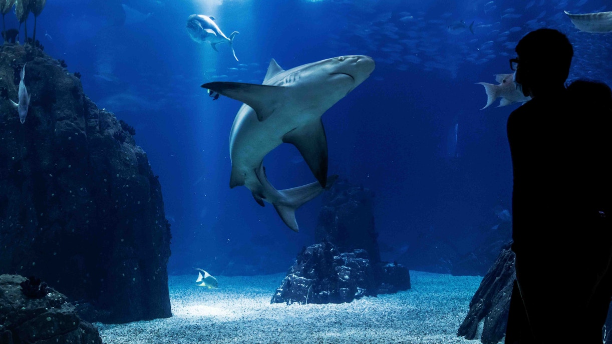 Sharks at Georgia Aquarium