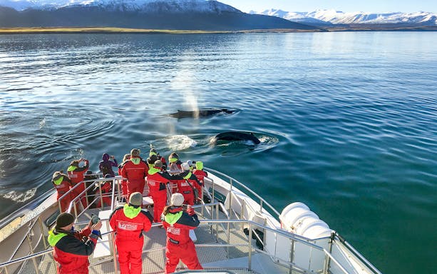 Whales surfacing near boat with guests observing during Akureyri whale watching tour.