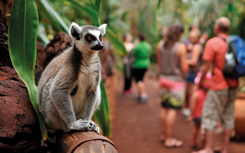 Lemur sitting on a wooden railing at Oasis Wildlife Fuerteventura entrance.