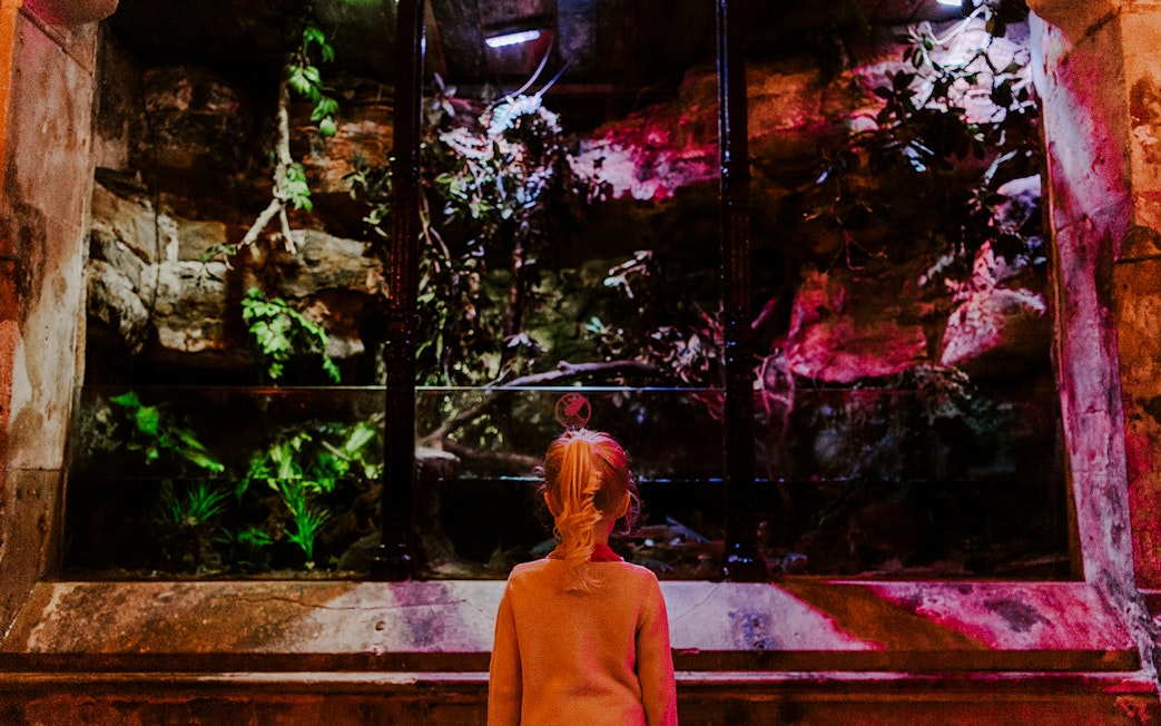 Guest observing an illuminated aquarium exhibit at SEA Life Brighton.