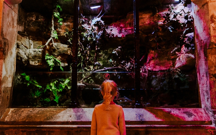 Guest observing an illuminated aquarium exhibit at SEA Life Brighton.