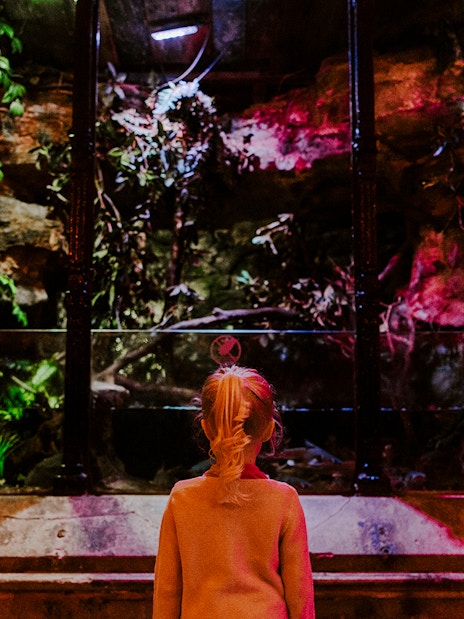 Guest observing an illuminated aquarium exhibit at SEA Life Brighton.