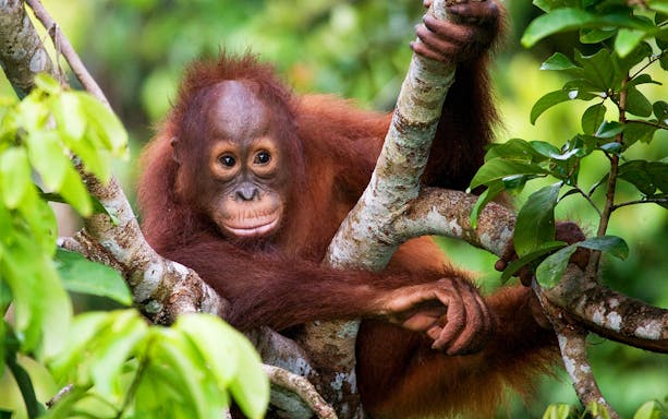 Orangutan resting in a tree at Lombok Wildlife Park.