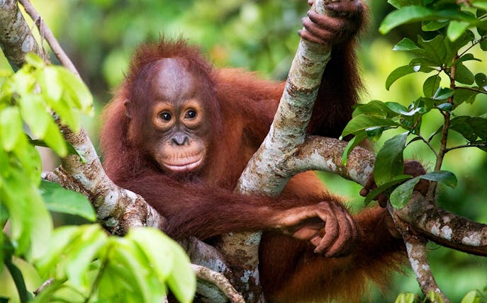Orangutan resting in a tree at Lombok Wildlife Park.
