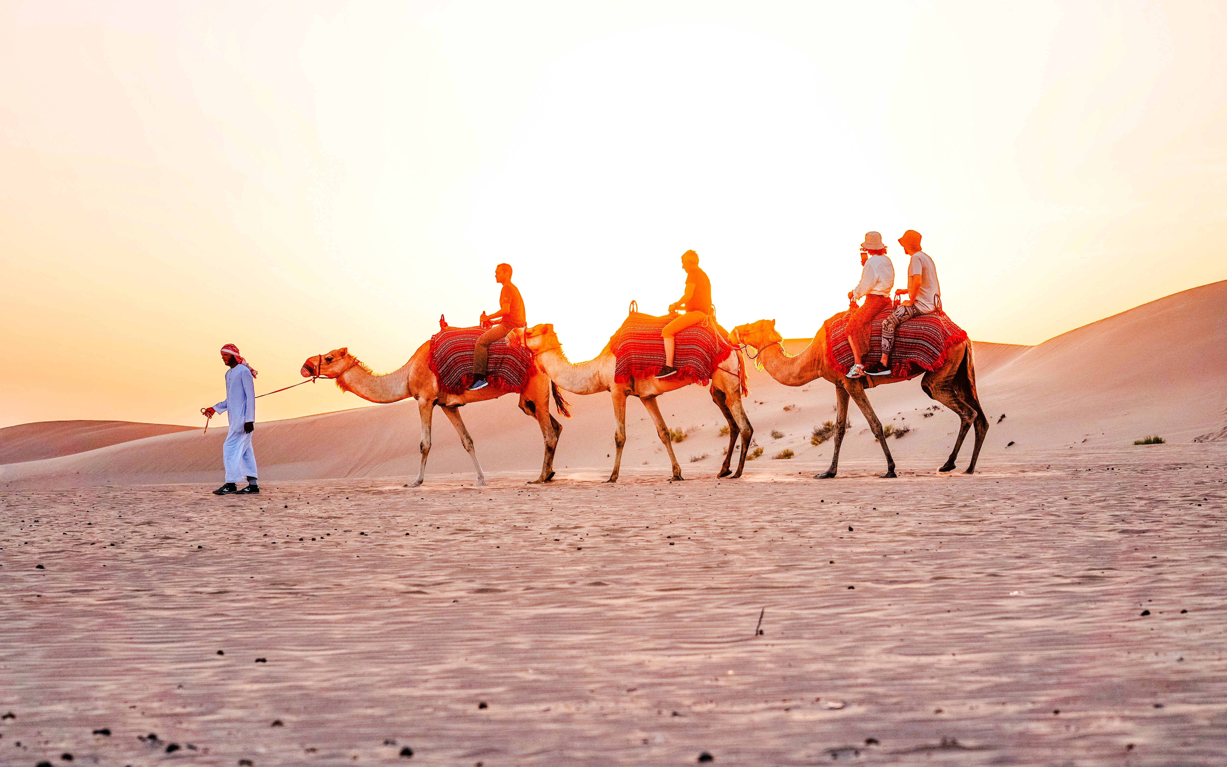 Camel trekking tour at sunset in Abu Dhabi desert.
