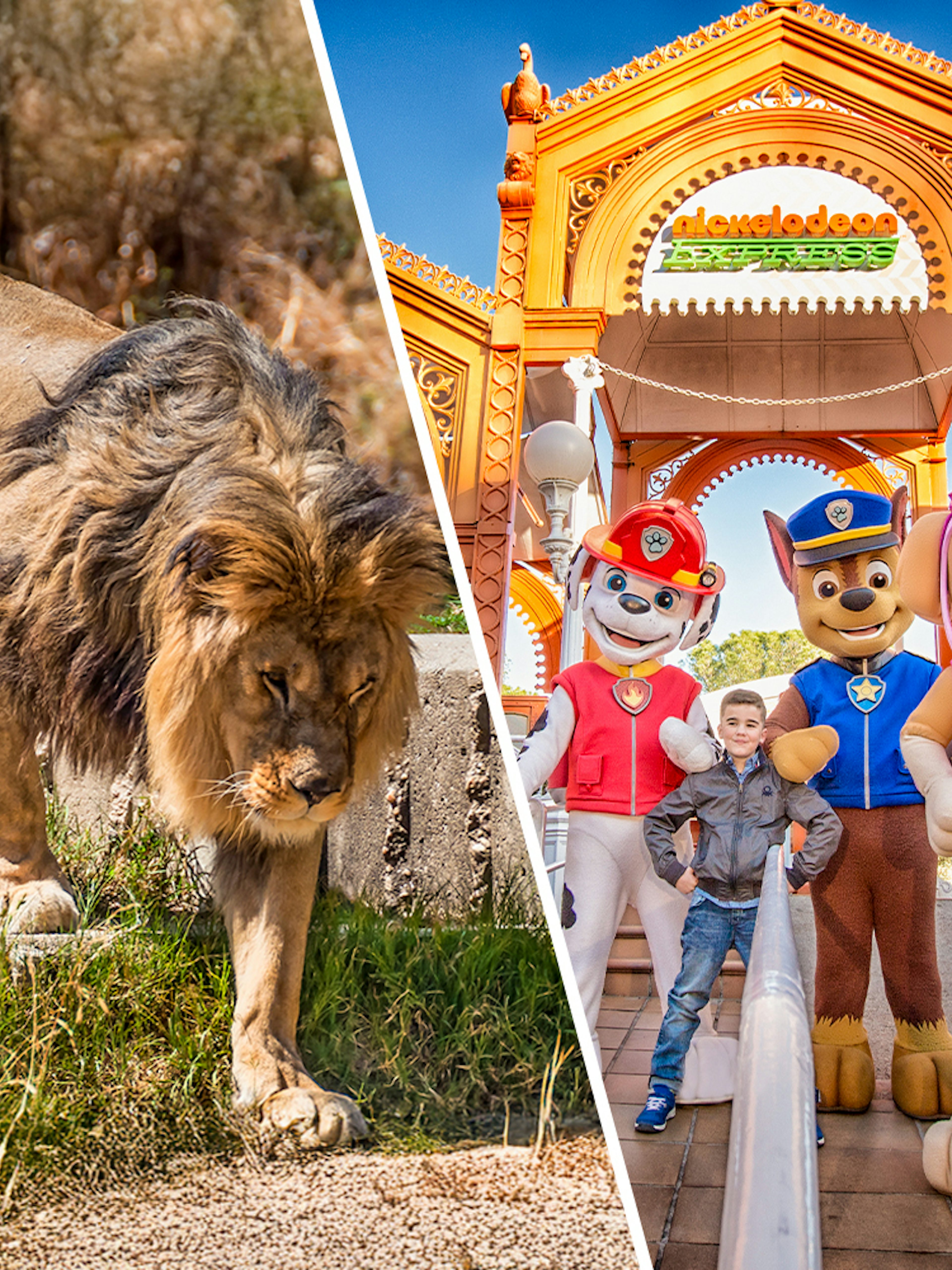 Lion at Madrid Zoo and children with characters at Parque de Atracciones de Madrid.