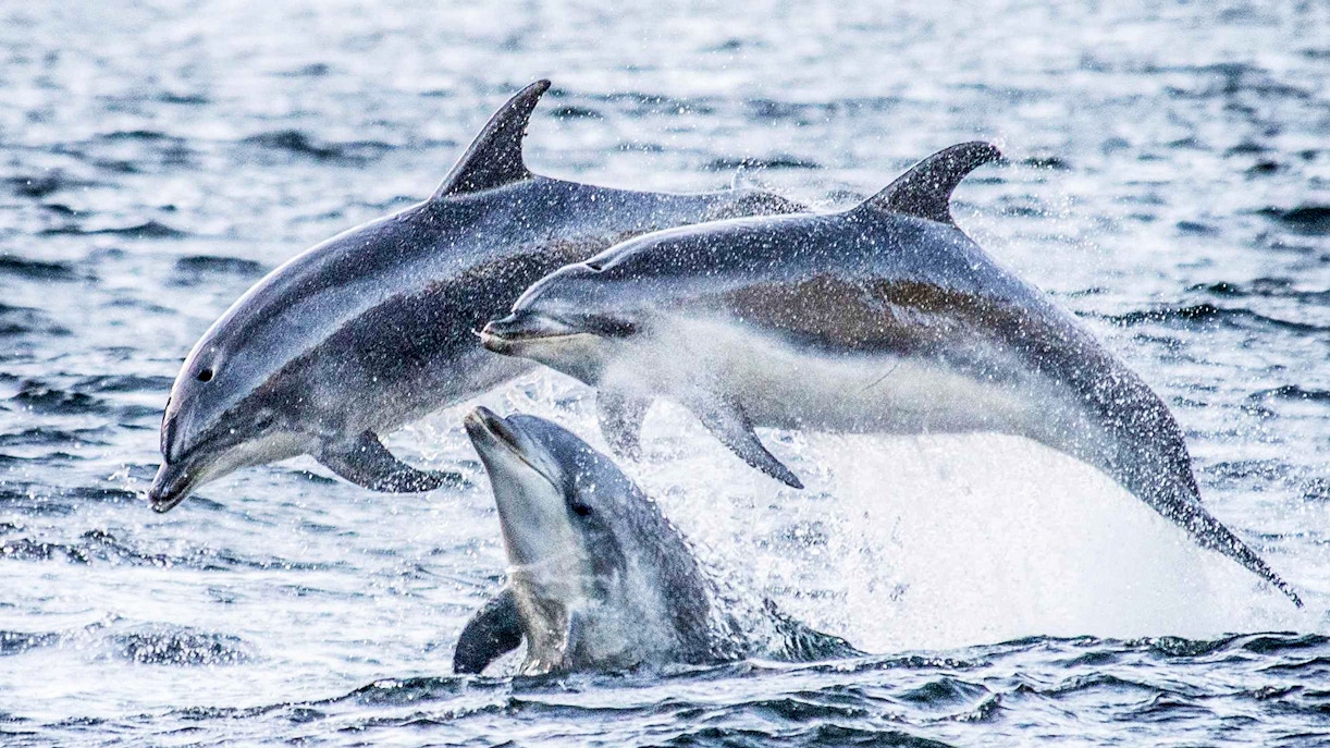 Dolphins leaping in Doubtful Sound during an overnight cruise from Te Anau.