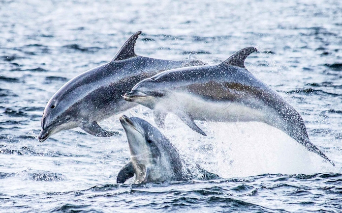 Dolphins leaping in Doubtful Sound during an overnight cruise from Te Anau.