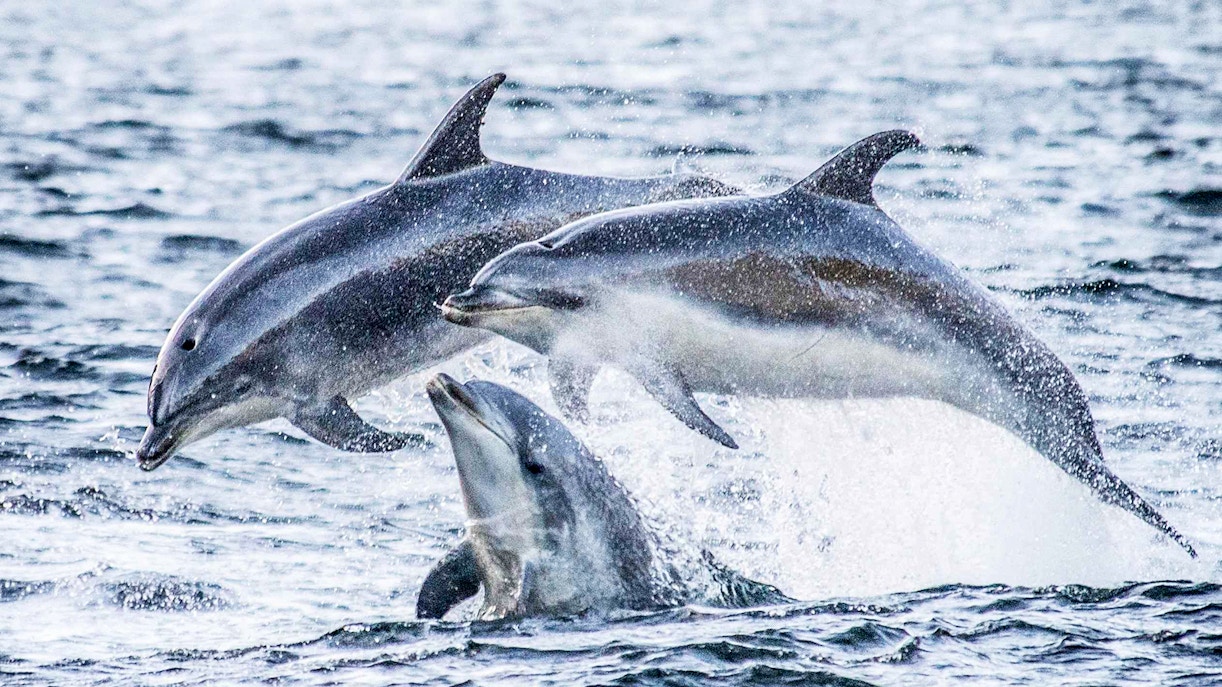 Dolphins leaping in Doubtful Sound during an overnight cruise from Te Anau.