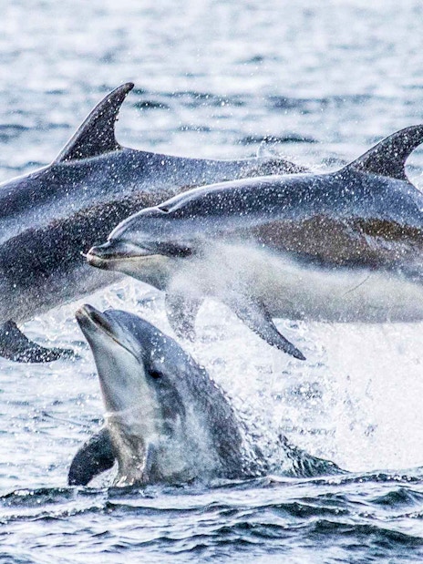 Dolphins leaping in Doubtful Sound during an overnight cruise from Te Anau.