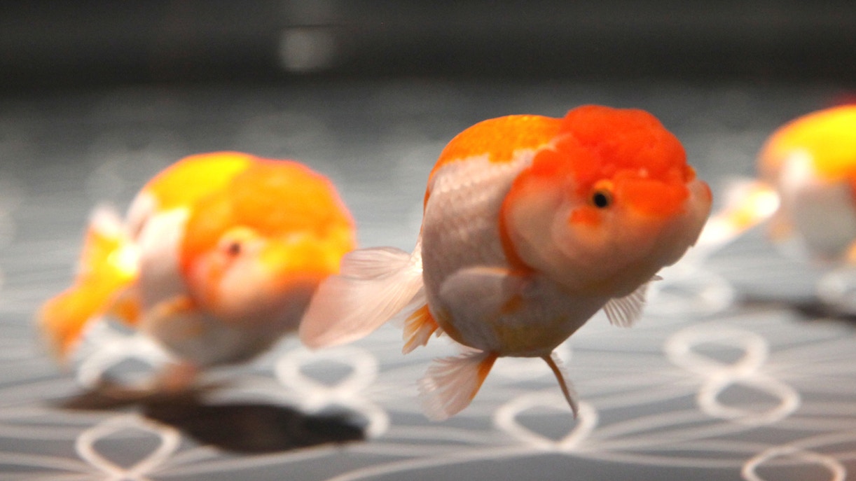 Sumida Aquarium