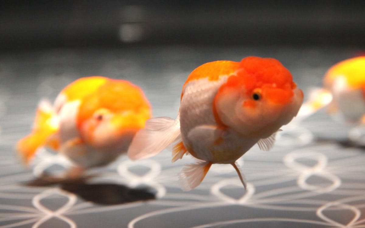 combo: tokyo skytree + sumida aquarium tickets-5 combo: tokyo skytree + sumida aquarium tickets-5