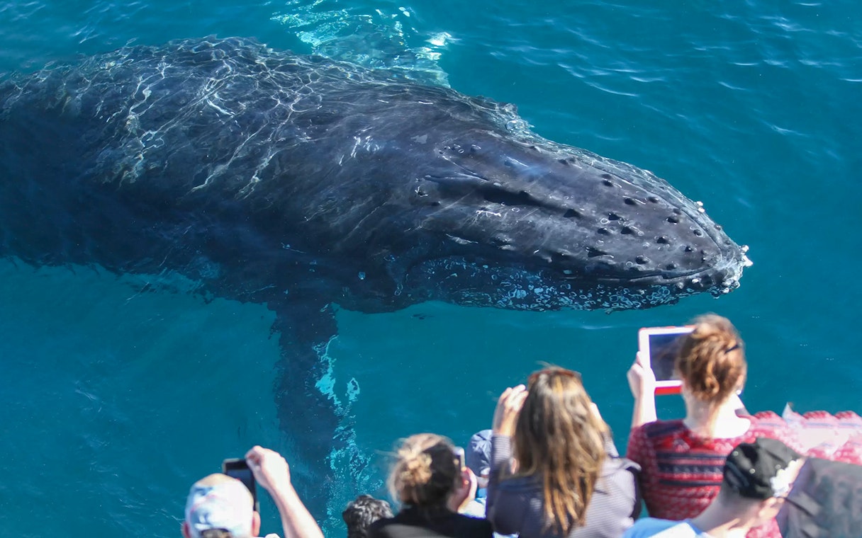 Whale near boat with tourists on Spirit of Gold Coast cruise.