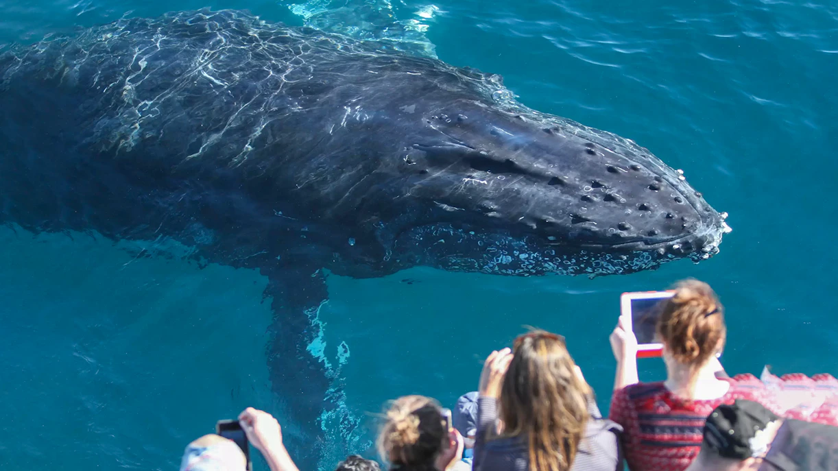 Whale near boat with tourists on Spirit of Gold Coast cruise.