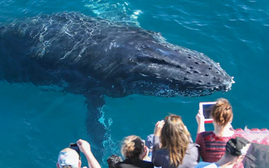 Whale near boat with tourists on Spirit of Gold Coast cruise.