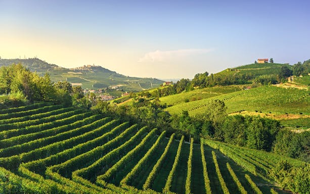Langhe vineyards landscape for Full-Day Vespa Rental tour.