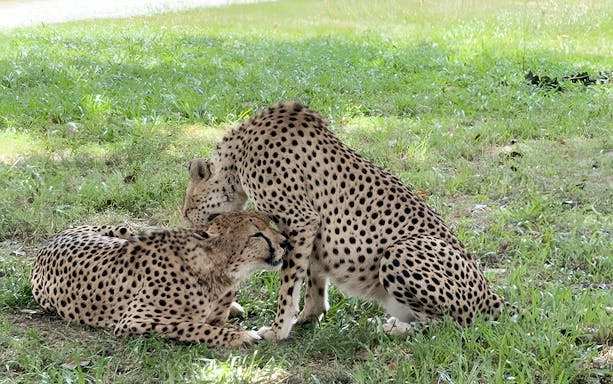 Cheetahs interacting playfully at A'Famosa Safari, Malaysia.