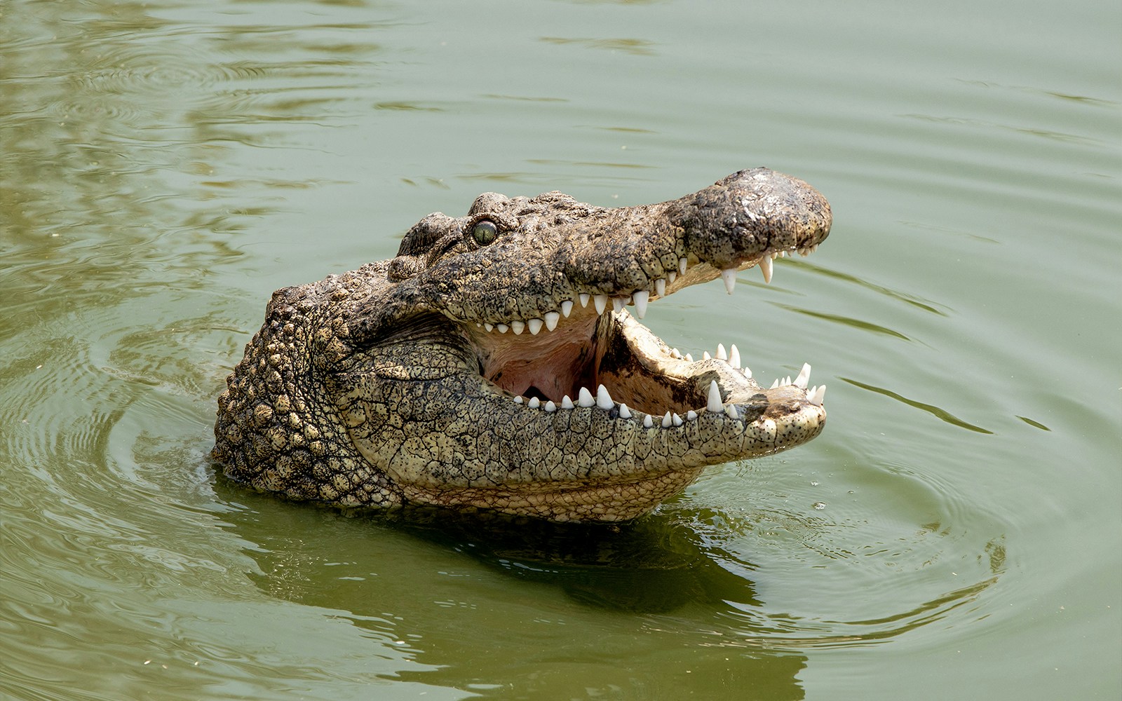 Crocodile in water at Zoo Negara, Sharjah Desert Park, highlighting wildlife experience.