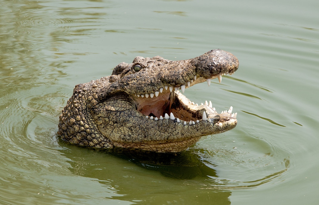 malaga crocodile park tickets