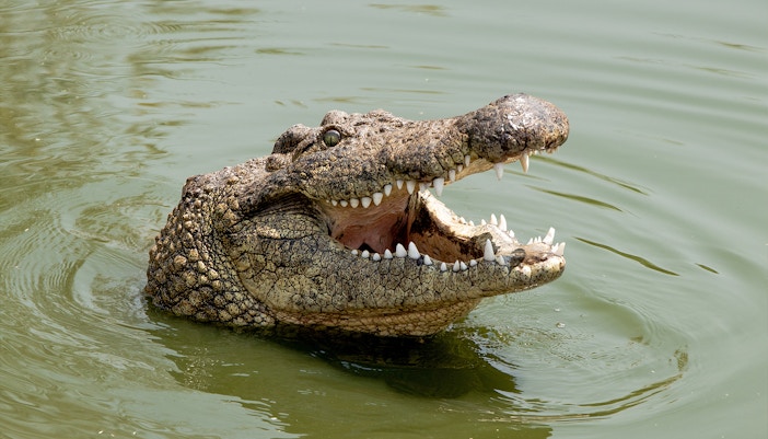 malaga crocodile park tickets