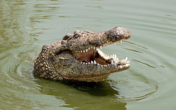 Crocodile in water at Zoo Negara, Sharjah Desert Park, highlighting wildlife experience.