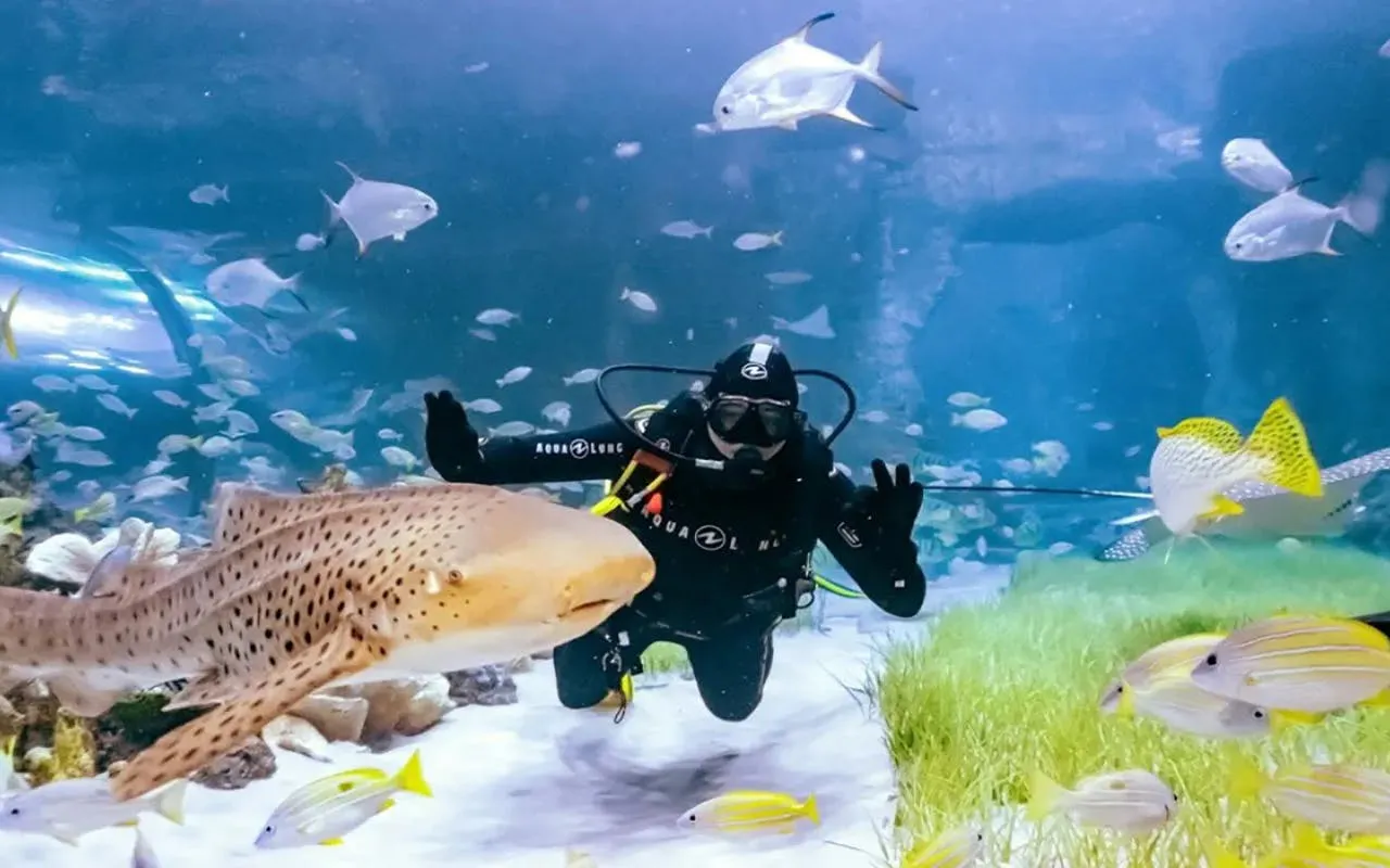 Diver interacting with a leopard shark at the National Aquarium Abu Dhabi.