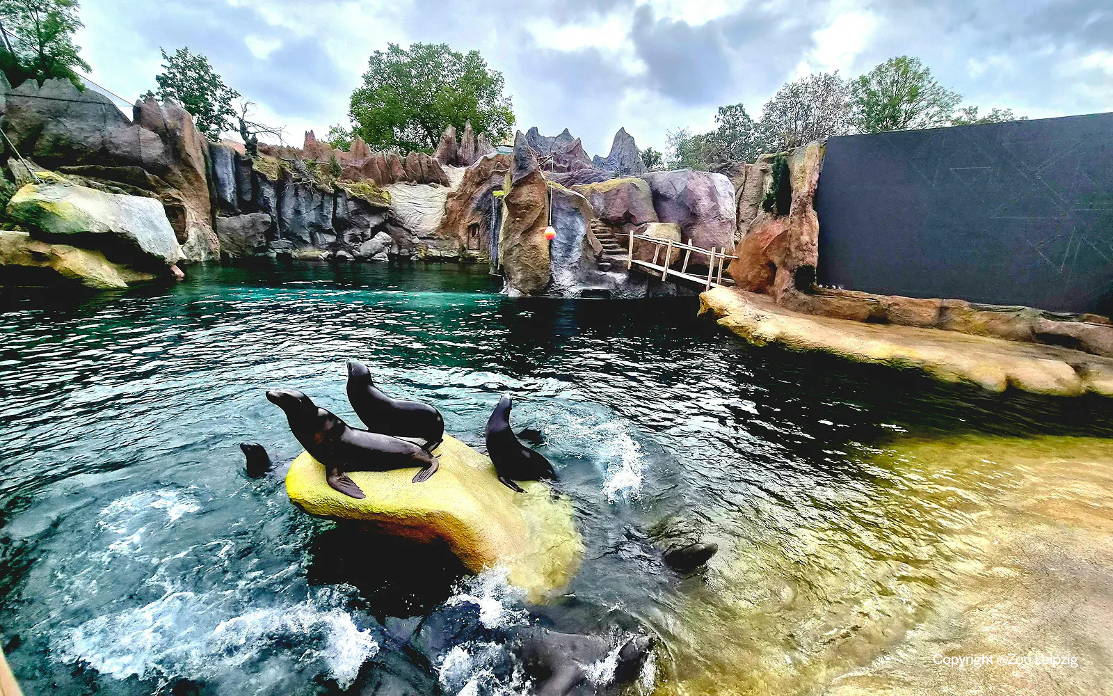 Seals resting on rocks in the water at Zoo Leipzig.