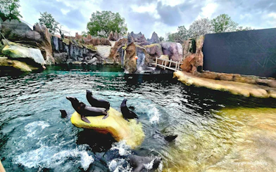 Seals resting on rocks in the water at Zoo Leipzig.